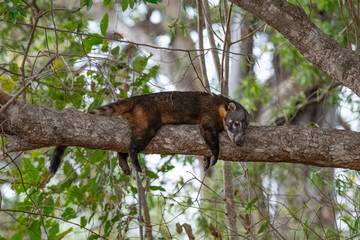 Coati, Brazil