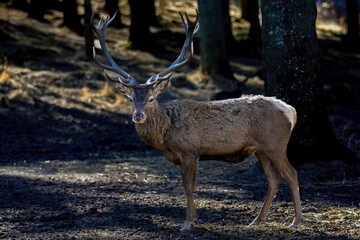 deer in the forest