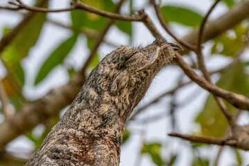 Birds of Pantanal, Brazil