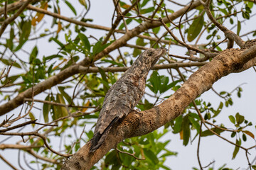 Birds of Pantanal, Brazil
