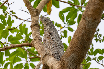 Birds of Pantanal, Brazil