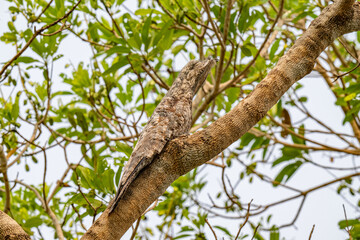 Fototapeta premium Birds of Pantanal, Brazil