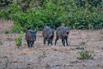 Fototapeta premium Peccari, Brazil
