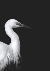 Profile Of A Great Egret (Ardea Alba)