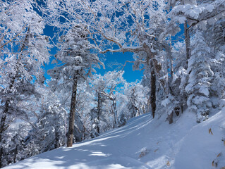 Snow covered trees in a forest with a blue sky (Yokoteyama, Japan)