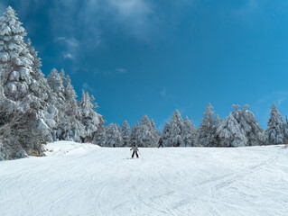 Skiers on a wide, gentle slope next to trees with a blue sky background