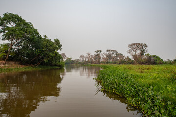 The Great Swamp of Pantanal, Brazil