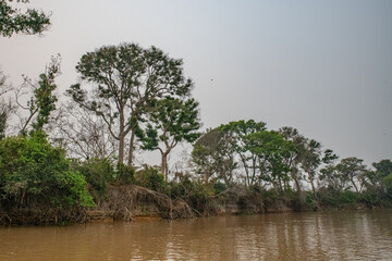 The Great Swamp of Pantanal, Brazil