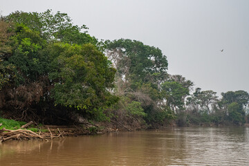 The Great Swamp of Pantanal, Brazil