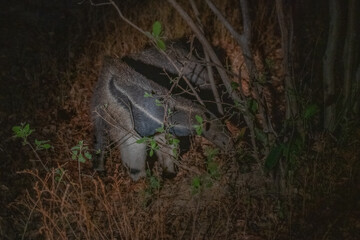 Gaint Anteater, Brazil