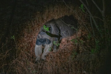 Gaint Anteater, Brazil