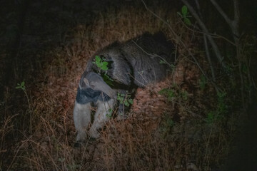 Gaint Anteater, Brazil