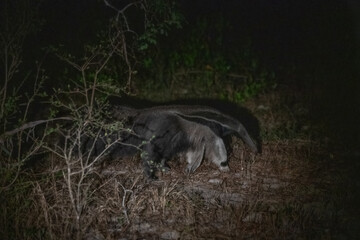 Anteater, Pantanal, Brazil