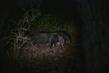 Naklejka premium Anteater, Pantanal, Brazil