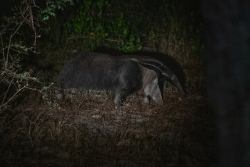 Anteater, Pantanal, Brazil