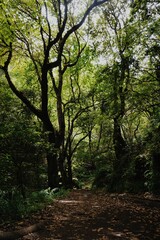 Naklejka premium Serene Forest Path Surrounded by Lush Green Trees