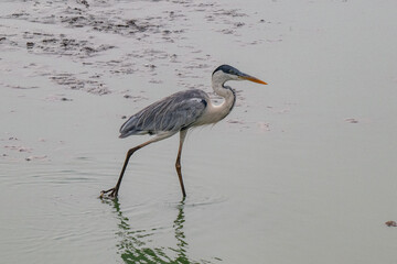 Birds of Pantanal, Brazil