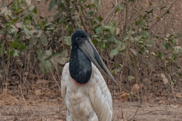 Birds of Pantanal, Brazil
