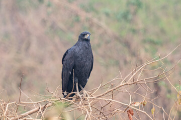 Birds of Pantanal, Brazil