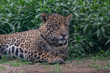 Jaguar, Pantanal, Brazil