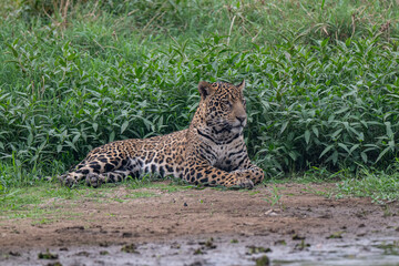 Jaguar, Pantanal, Brazil