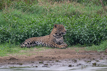 Jaguar, Pantanal, Brazil