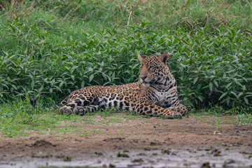 Jaguar, Pantanal, Brazil