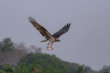 Birds of Pantanal, Brazil