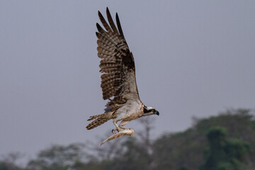 Osprey with fish