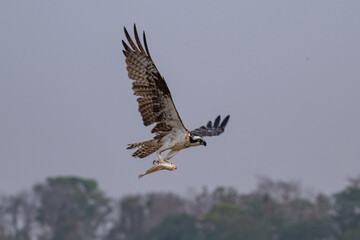 Osprey with fish