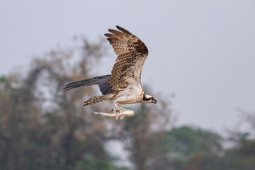 Birds of Pantanal, Brazil