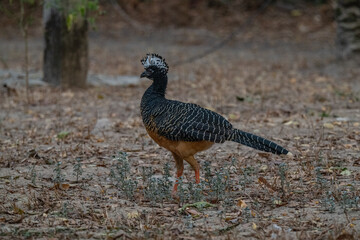 Birds of Pantanal, Brazil