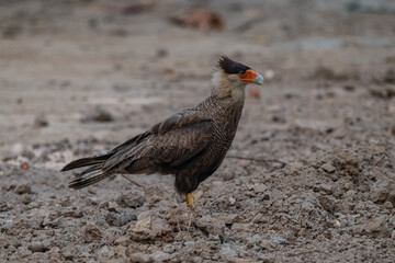 Birds of Pantanal, Brazil
