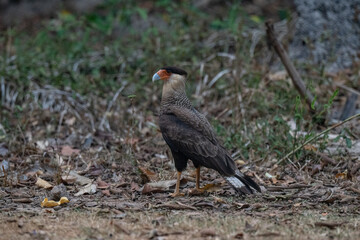 Birds of Pantanal, Brazil