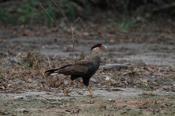 Birds of Pantanal, Brazil