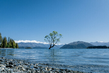 tree of wanaka