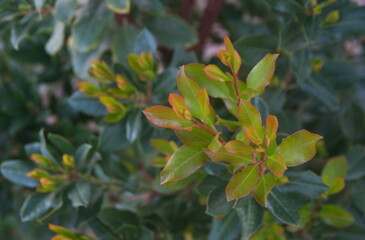 Foliage of Arbutus unedo, strawberry tree w, ornamental and medicinal plant with edible fruits