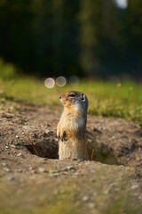Prairie dogs in their native environment in the meadows in the mountains near their den.