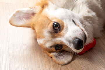 A dog is laying on the floor with its head tilted to the side