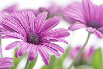 Obraz premium A detailed view of a collection of purple flowers, perfect for use in advertising or editorial content about nature, beauty, or wellness