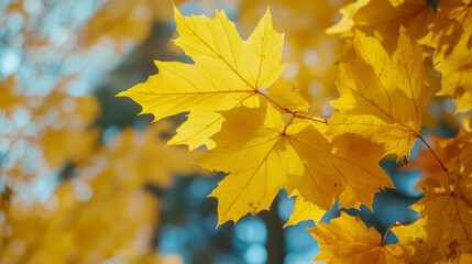 Fototapeta premium Yellow autumn maple leaves. Sunny autumn day. Fall in nature. Natural autumn fall background. Golden season. Bright orange and red leaf colors