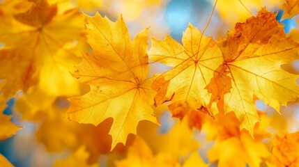 Obraz premium Yellow autumn maple leaves. Sunny autumn day. Fall in nature. Natural autumn fall background. Golden season. Bright orange and red leaf colors