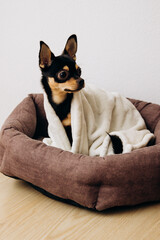 A little chihuahua is cold and sitting warm in a cot under a blanket.