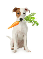 Cute Jack Russell terrier with fresh carrot on white background
