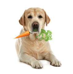 Cute Golden Labrador Retriever with fresh carrot on white background