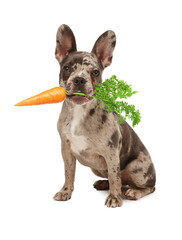 Cute French bulldog with fresh carrot on white background