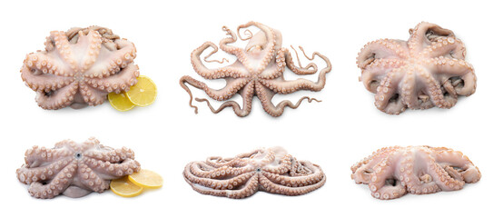 Fresh raw octopus isolated on white, collage