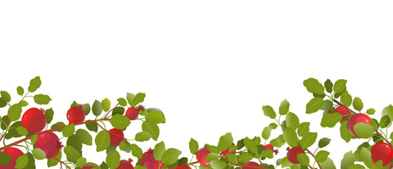 Below branch. Branches of pomegranate fruit. Ripe and red. Delicious harvest in garden. Object isolated on white background. Cartoon fun style Illustration vector