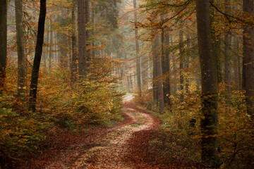 Fototapeta premium autumn in the forest