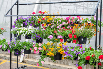 Flowers hanging in plastic pots in nursery garden,Potted flowers and plants in flower shop, plants in the interior of greenhouse,Home gardening tropical flower,Selective focus,copy space.